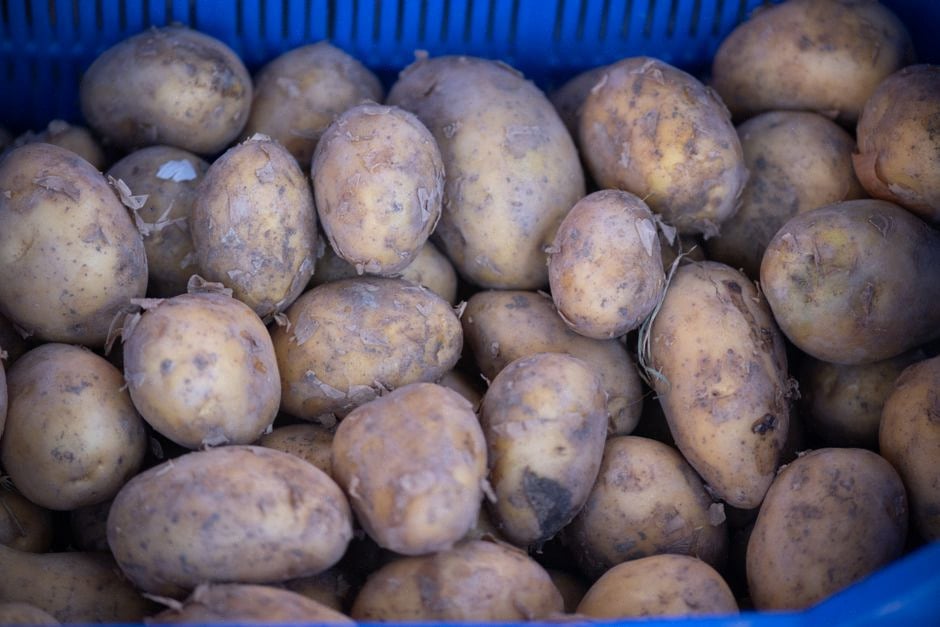 Grand récipient de 5,7 litres pour poulet et pommes de terre