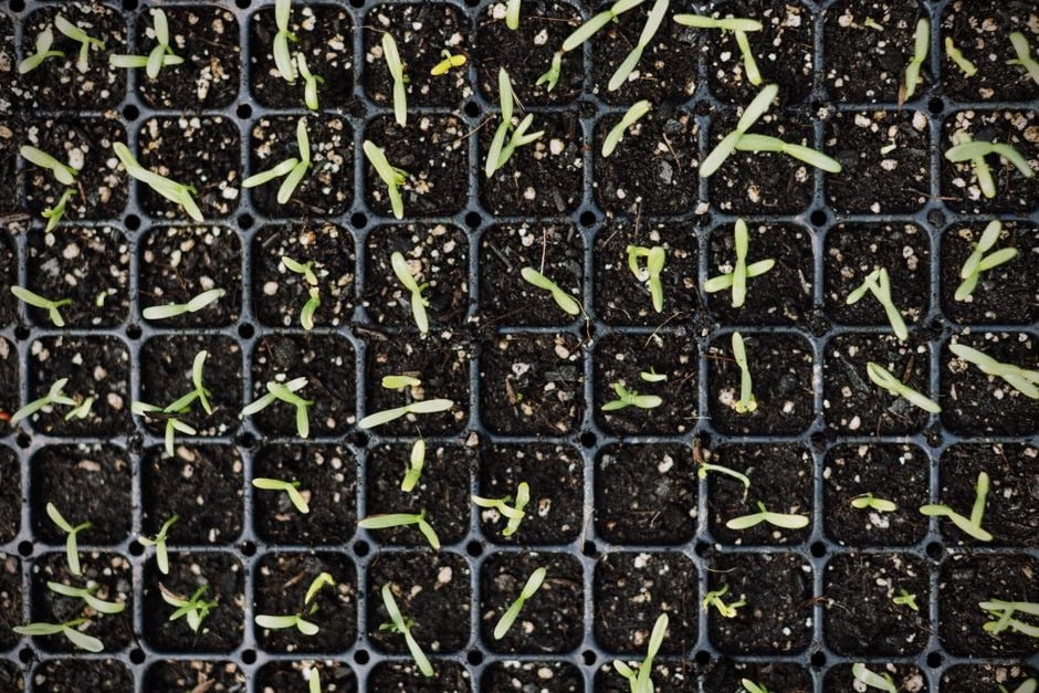 Application mobile de Seed utilisée pour suivre les Seedlings