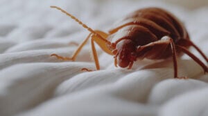 traitements anti-acariens Produits professionnels anti-parasites